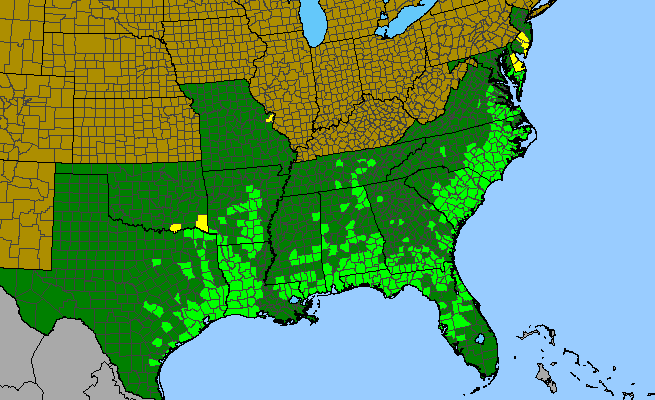 The range of Ludwigia linearis